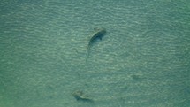 Sharks near shore at Miami beach	