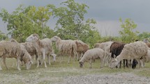 herd of sheep roaming around the field