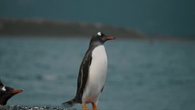 Gentoo Penguin Shaking Its Wet Body After Swimming In The Ocean At Isla Martillo In Tierra de Fuego, Argentina. - close up shot