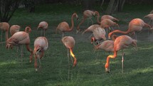 Group of flamingos eating