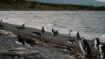 Magellanic Penguins On The Beach In Isla Martillo, Tierra del Fuego, Argentina - Wide Shot