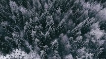 drone flying over a pine forest 