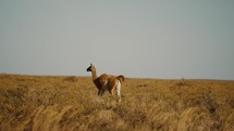 Guanaco In The Wild At The Peninsula Valdes, National Park, Chubut, Argentina - Wide, Slow Motion	