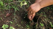 Planting a small tree in the ground.