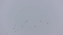 A Flock Of Pelicans Flying In The Sky.