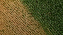 Aerial shot of a wheat and corn field ready for harvest