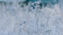 A frozen plant in winter 
