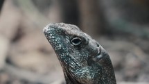 Close Up Portrait Of A Blue Crested Lizard (Calotes Mystaceus) In The Forest. tilt down, selective focus	