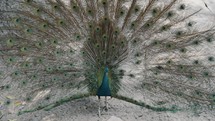 Close up shot of Pavo Cristatus with spreading feathers outdoors in nature	