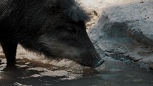 Collared Peccary Drinking In A Watering Hole. close up