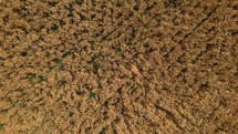 Aerial shot of a wheat field ready for harvest