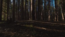 Morning Sun Shining Through Forest