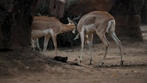 Blackbuck Territorial Fight. Two Male Indian Antelope Fighting, Clashing Heads And Horns Locked. static	