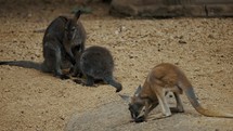 Female Australian Red Kangaroo (Macropus rufus) With Her Joey - wide shot	