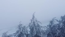 Frozen pine trees on a hillside