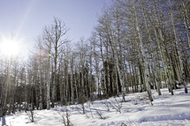 Barren winter trees