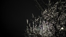 Night View Of Illuminated Tree Branches In Snow With Cold Breeze Blowing. close up