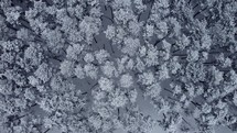 Snowy forest aerial