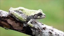 tree frog on a stick 