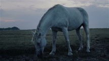 Lone white horse at evening.
