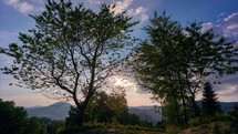 Hilly landscape in summer, two green leafy trees at sunset