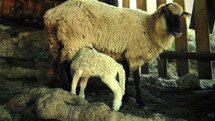 Sheep and lamb in a shelter. Close-Up