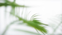 Soft Palm Leaves 06 - Slow motion, soft focus Palm Leaves against sky.