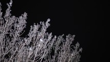 Frozen Tree Branches With Hoarfrost Under Snowfall Against Black Background. close up
