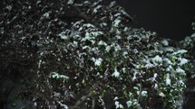 Frozen Plants With Foliage Covered With Thick Snow At Night. Close Up