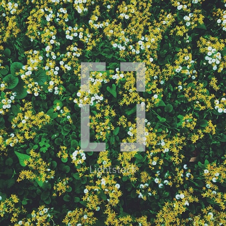 Small yellow and white flowers on a background of greenery.