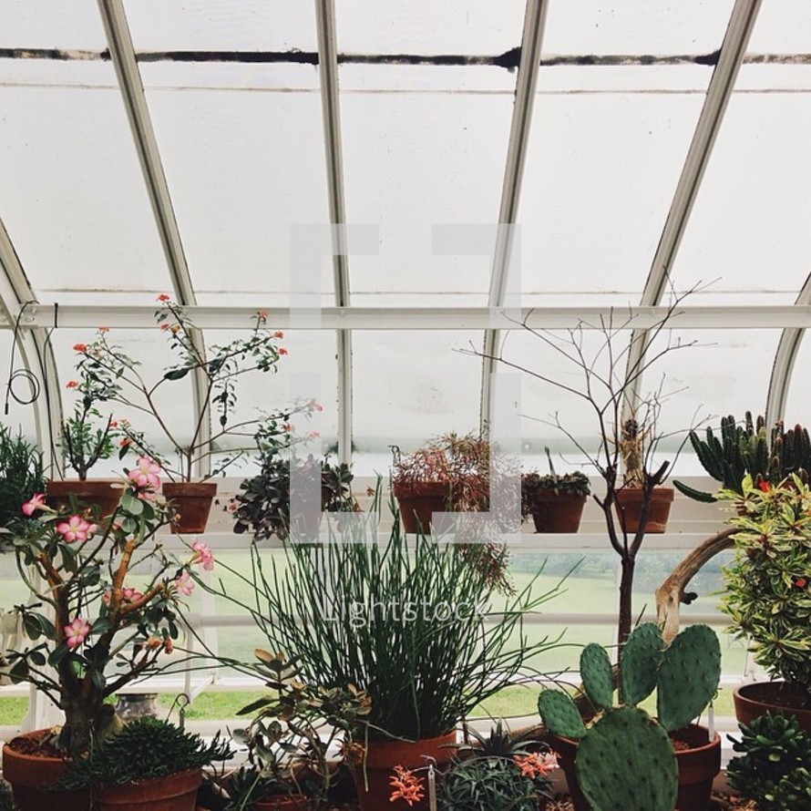 A greenhouse full of plants.