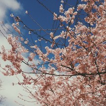 pink flowers on a tree and the sky