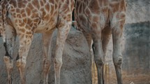Rear View Of A Giraffe Legs Eating In A Zoo Park Enclosure. Close up	
