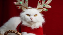 Portrait of a fluffy white cat in a Christmas decoration - deer horns and Santa Claus costume. New year, pets, animals meme concept