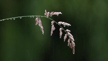 Pink Grass with Rain Drops in the Rain