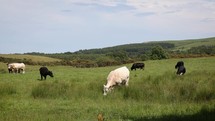 Cream and Black Cattle Grazing in a Field in County Wicklow in the Summer, Ireland
