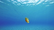 Jellyfish swims in the ocean