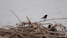 Offshore Driftwood With Perching Eurasian Magpie Birds. Selective Focus Shot
