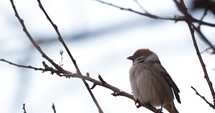 Sparrow perched on tree branch swaying in the wind.