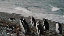 Magellanic Penguins At The Beach In Isla Martillo, Tierra del Fuego, Argentina - Close Up