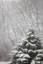 evergreen tree in the first snow of the season 