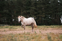 White horse standing in a field, equestrian woodland photo