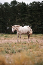 White horse standing in a field, equestrian woodland photo