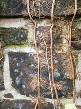 dry vines and other nature patterns on an old stone wall