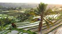 Aerial view of lush rice terraces with palm trees at sunrise in bali indonesia 4K