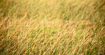 brown and green grasses in Africa savanna 