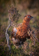 grouse in heather 