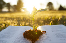 sun shining on a plant growing between the pages of the Bible 