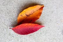 red and orange fall leaves on concrete 