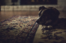 a dog resting on a rug 